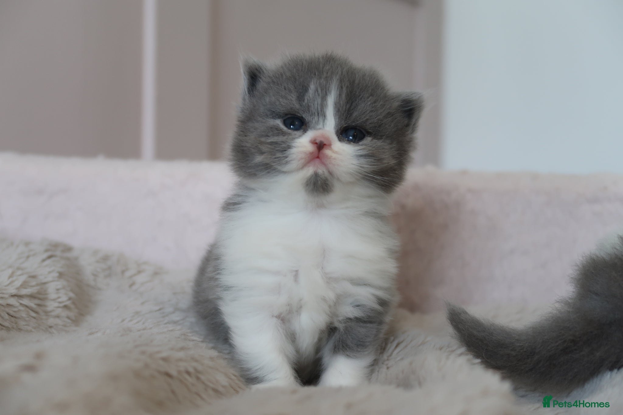 British Longhair cats for sale: British Longhair kittens - Advert 8