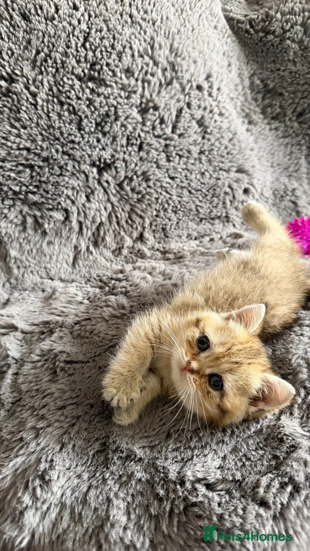 Scottish Fold cats for sale: Sweet Scottish fold kittens ready for best family  in Derby - Advert 2