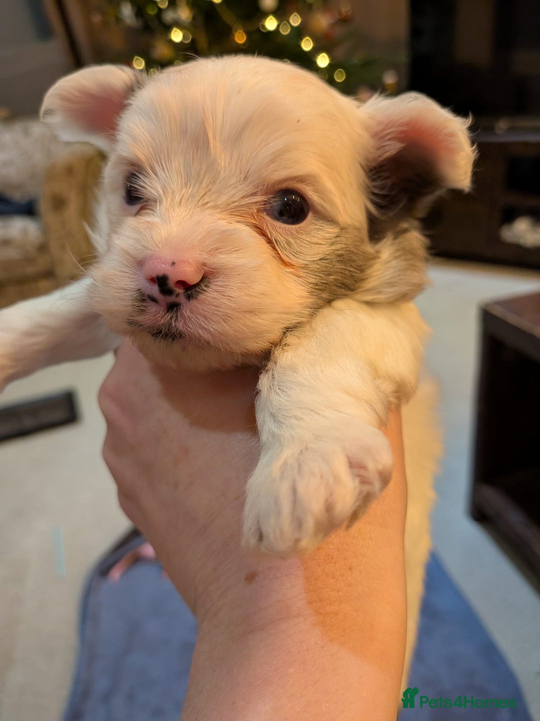 Biewer Terrier dogs for adoption: ❤️🐶 Sweet Pups Looking forResponsible Homes 🐶❤️ - Advert 8