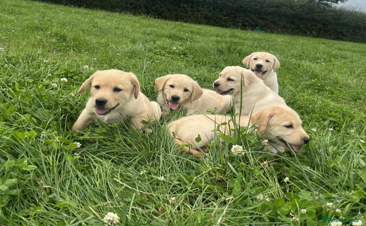 Labrador Retriever dogs - Advert 5