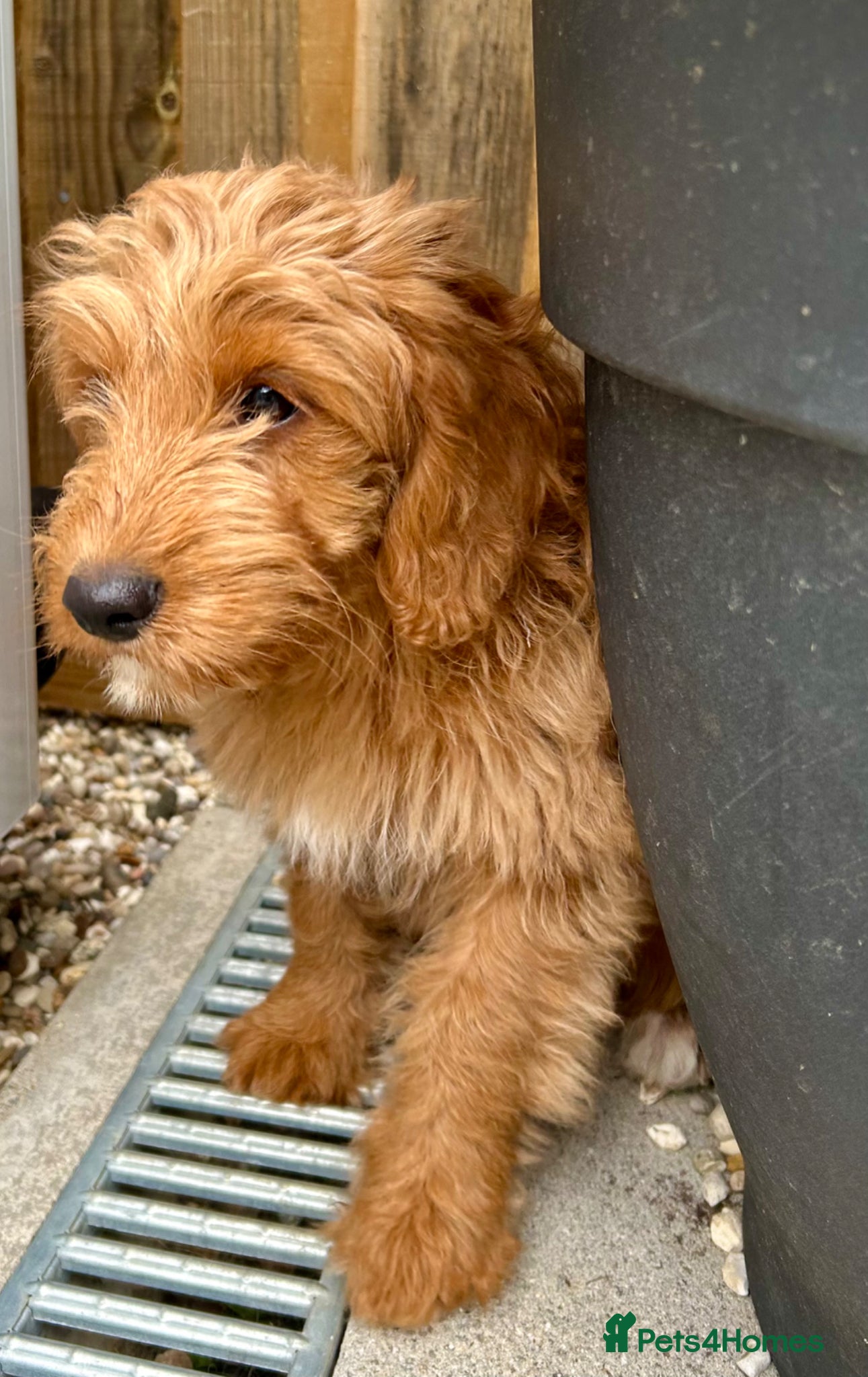 Mixed Breed dogs Tollerdoodle *last remaining Girl Available* Now - Advert 4