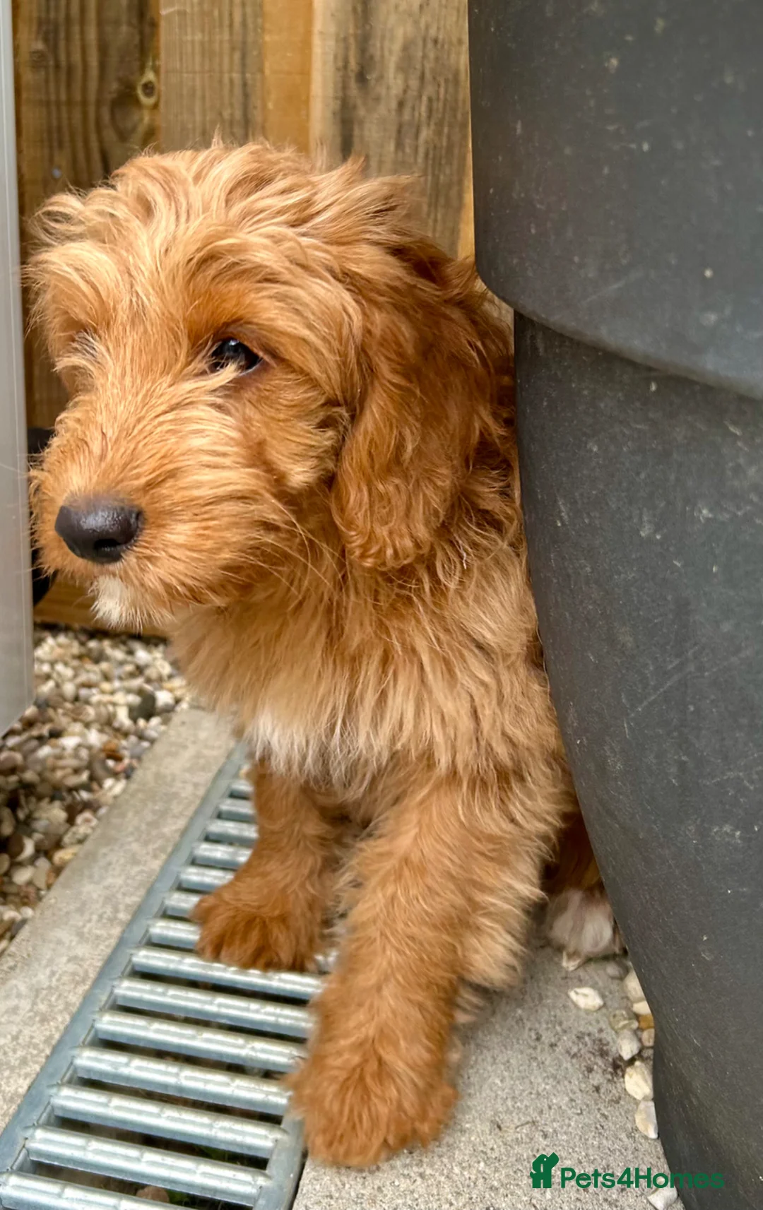 Mixed Breed dogs for sale: Tollerdoodle *last remaining Girl Available* Now - Advert 1