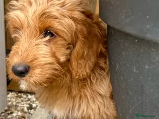 Mixed Breed dogs Tollerdoodle *last remaining Girl Available* Now - Advert 5