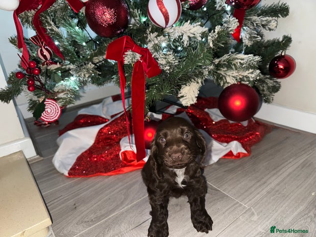 Cocker Spaniel dogs kc reg show type cocker spaniel pup available - Advert 12