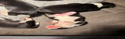 Border Collie dogs for sale: ISDS registered pups from amazing lines - Advert 4