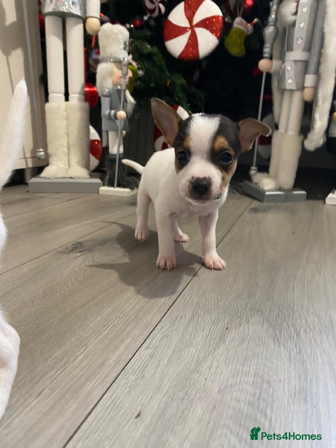 Jack Russell dogs for sale: READY NOW! OutstandingJack Russell puppies - Advert 9