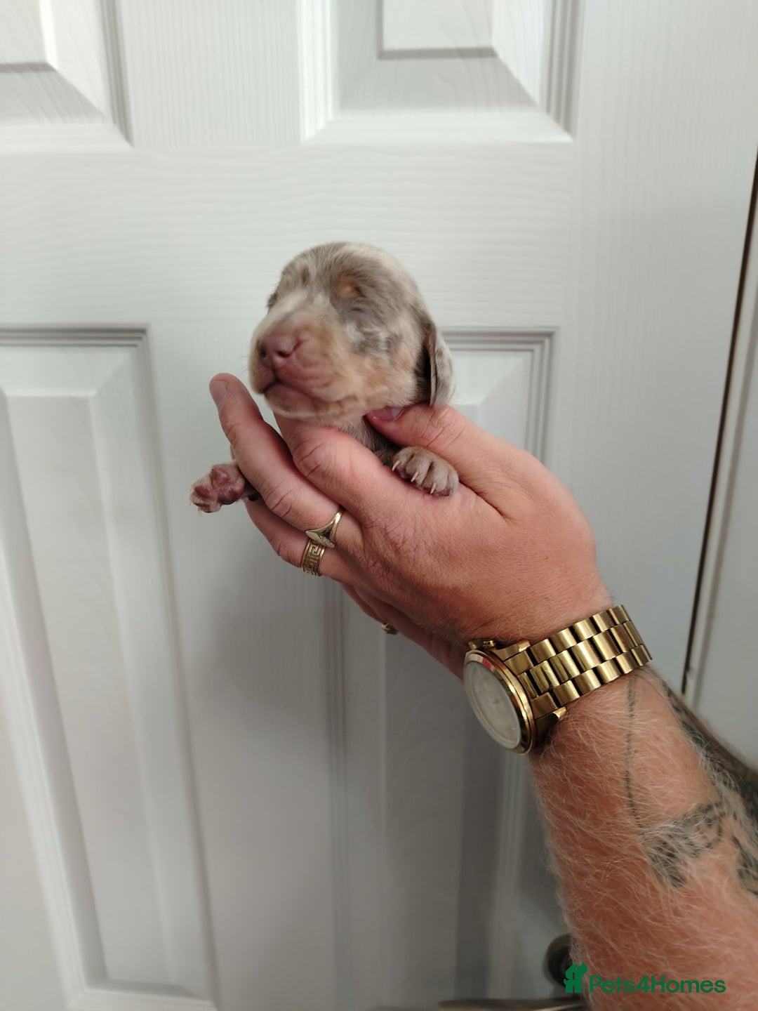 Miniature Dachshund dogs for sale: 3 beautiful minature dachshunds - Image 5