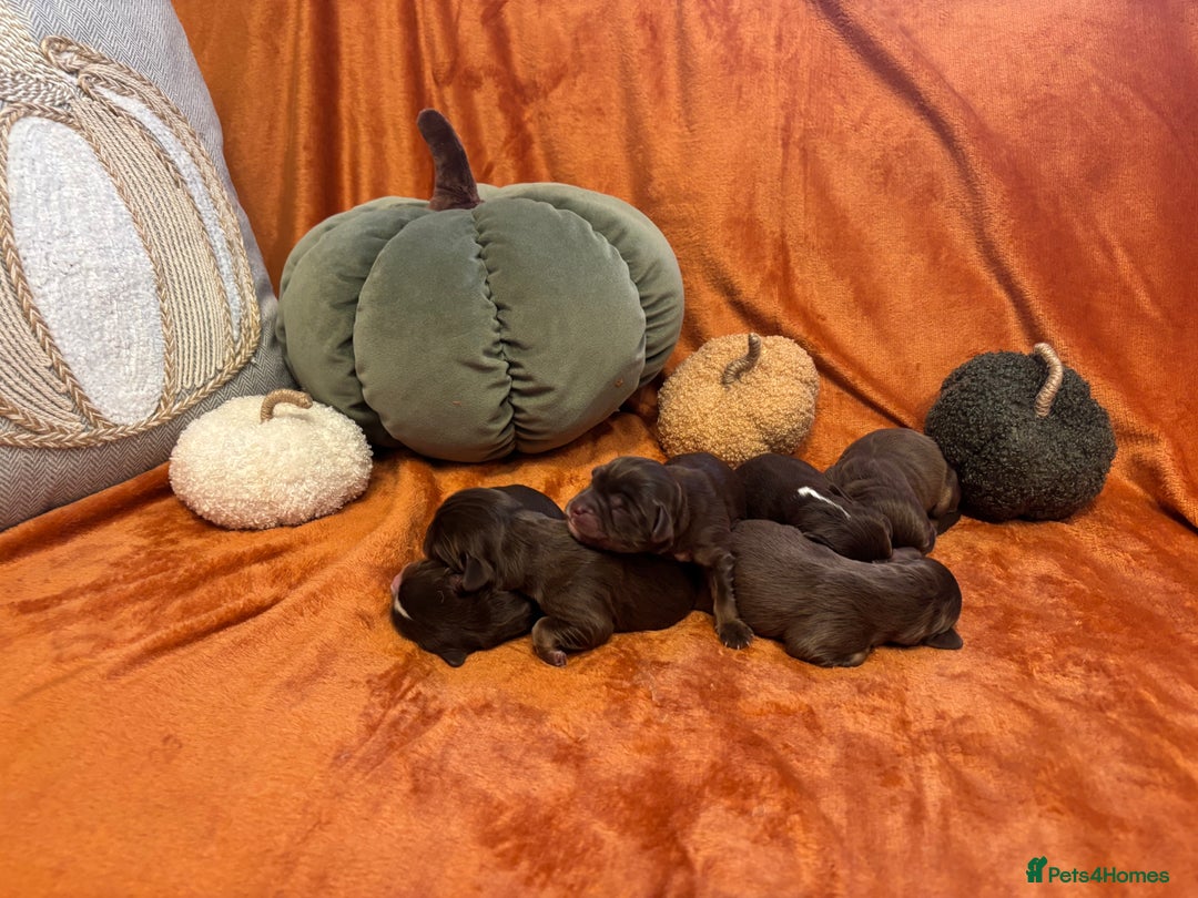 Cavapoo dogs for sale: £ negotiable for 5⭐️ Homes  Chocolate Cavapoos  - Image 2