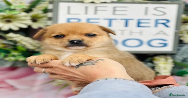 Mixed Breed dogs - Advert 12