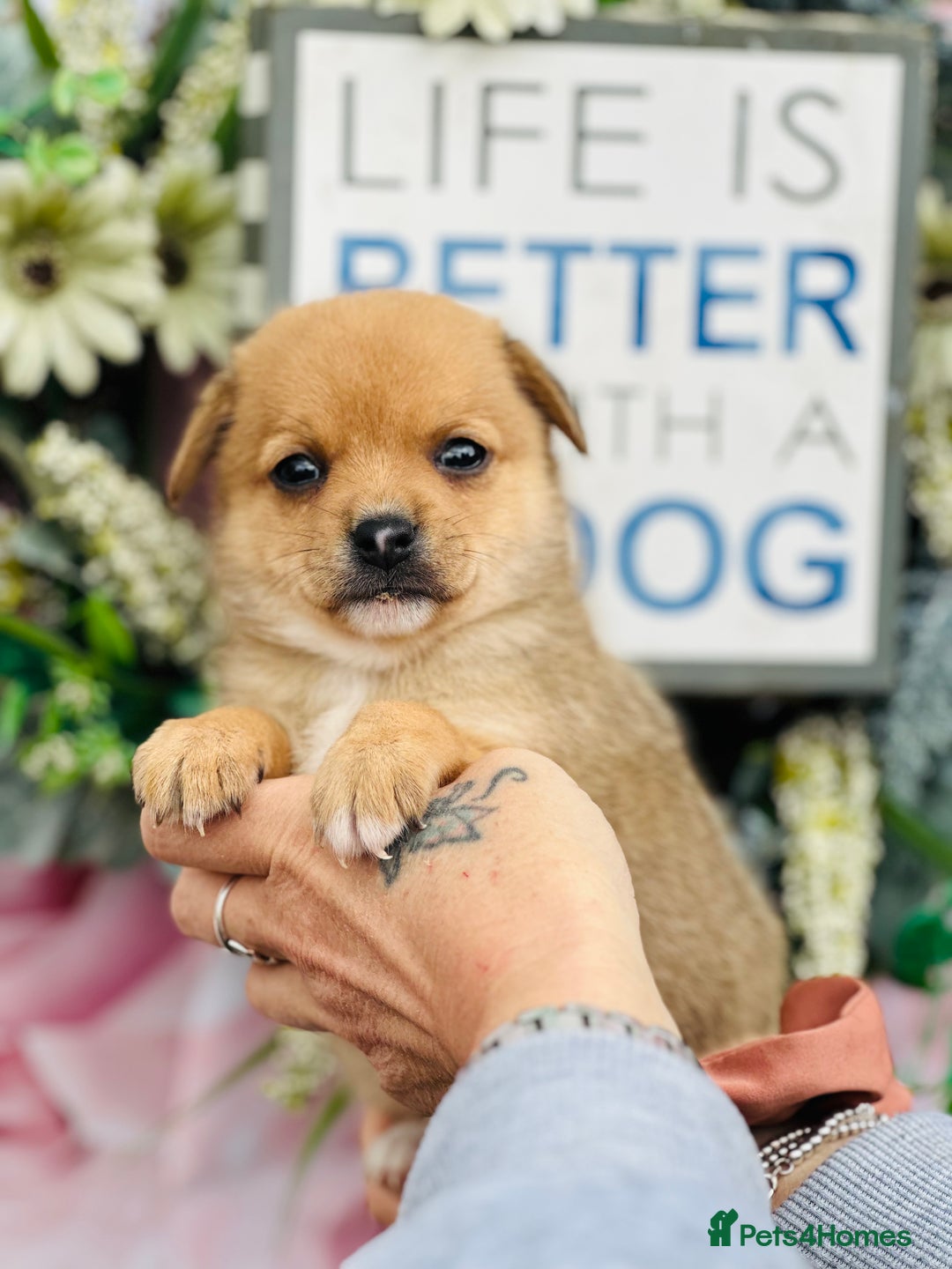 Mixed Breed dogs for sale:  Beautiful puppies  - Image 3