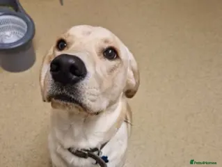 Labrador Retriever dogs Labrador retriever girl ready for her new home in Welwyn Garden City - Advert 1