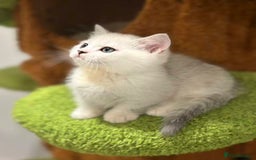 Munchkin cats for sale: Super stunning & rare Minuet - Image 19
