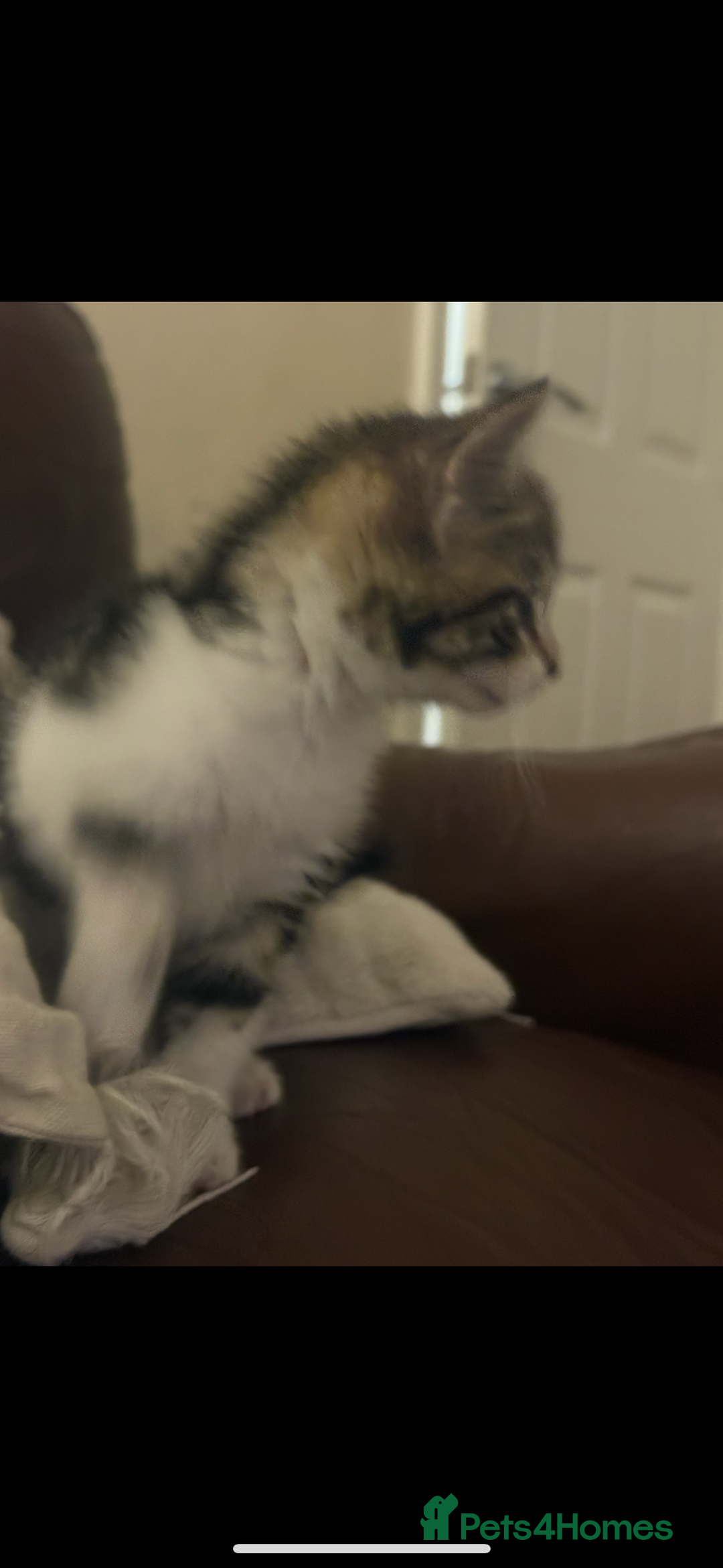 Mixed Breed cats for sale: fluff ball in search for his forever home! - Advert 5