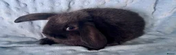 Mini Lop rabbits for sale: 🐰 Beautiful Mini Lop Baby Bunnies– Ready to go - Advert 15