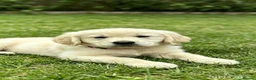 Golden Retriever dogs for sale: ⭐️ health tested golden retrievers ⭐️ - Advert 7