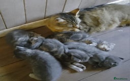 Mixed Breed cats for sale: UNIQUE SILVER/BLUE BENGAL X RUSSIAN BLUE KITTENS  - Image 37