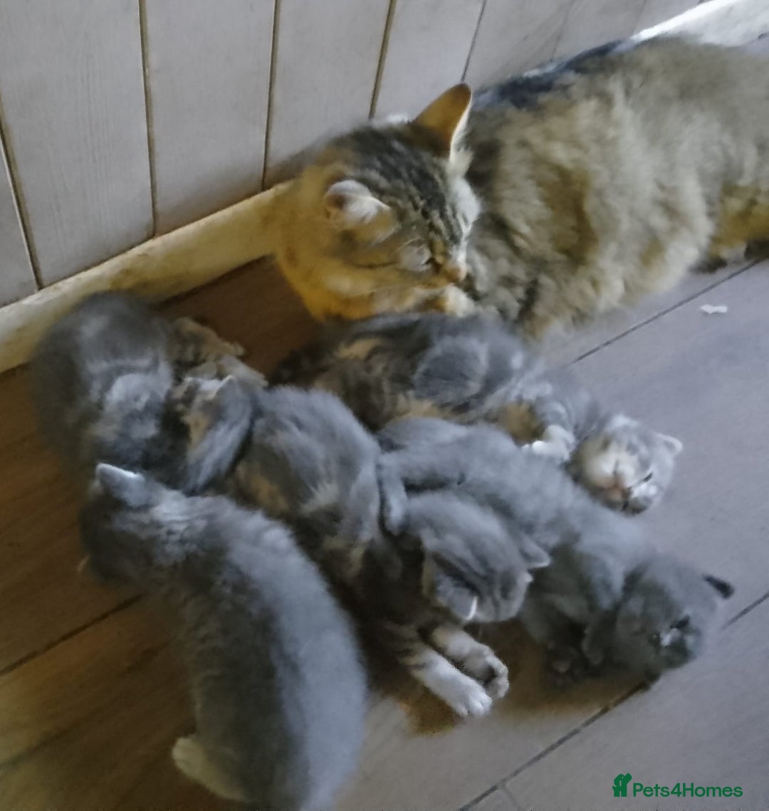 Mixed Breed cats for sale: UNIQUE SILVER/BLUE BENGAL X RUSSIAN BLUE KITTENS  - Image 37