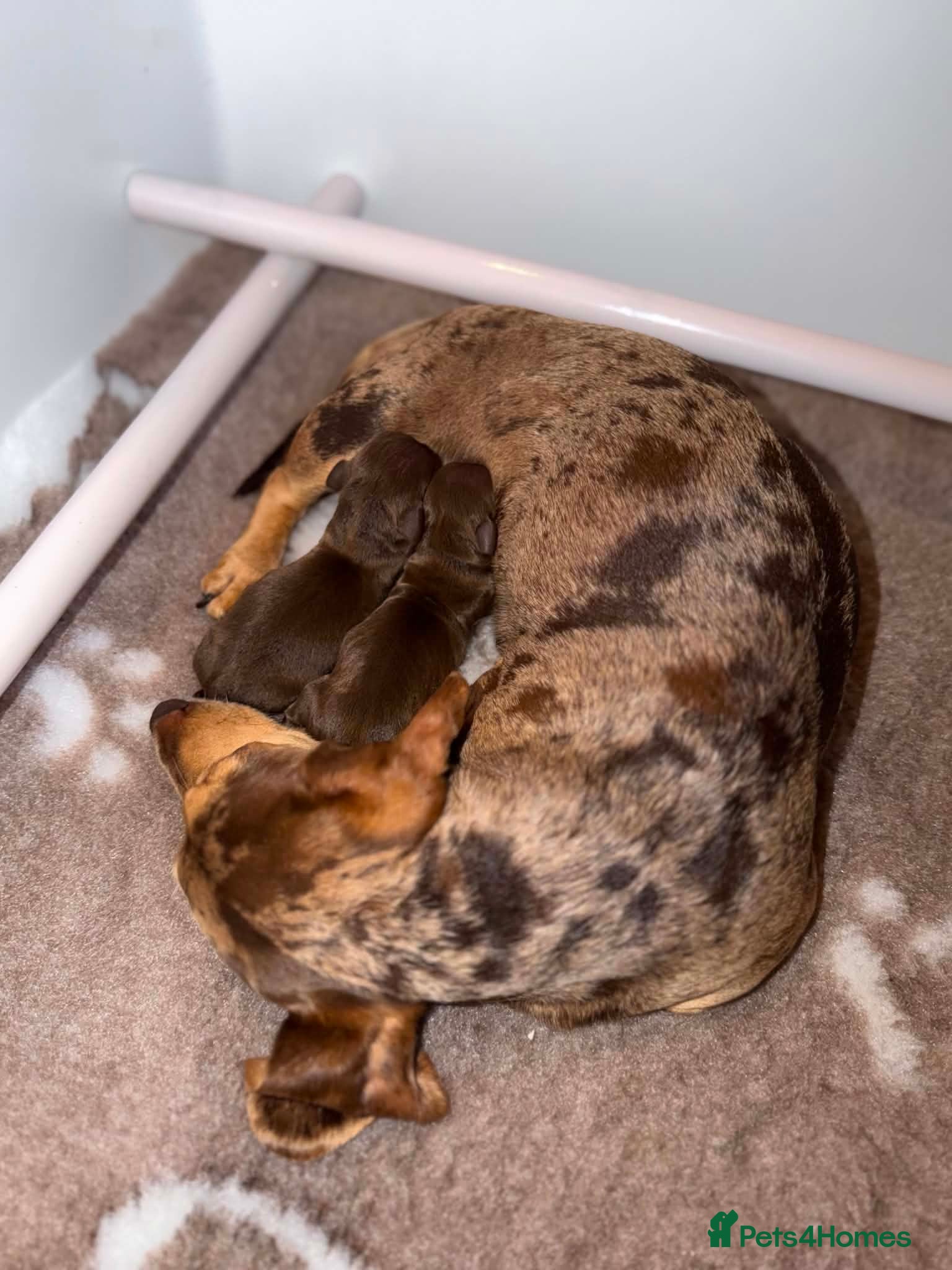 Miniature Dachshund dogs KC Registered, Chocolate & Tan Minature Dachshunds - Advert 3