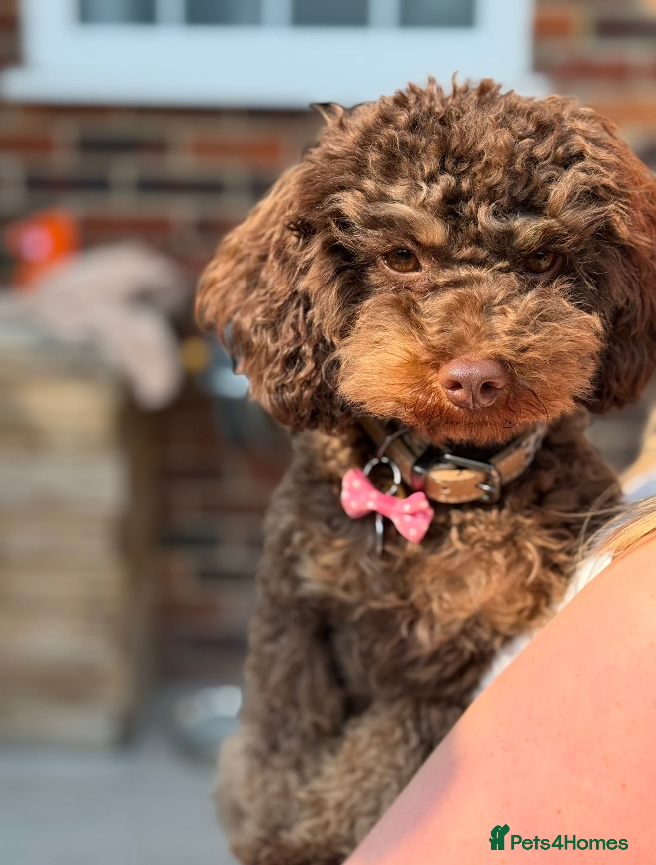 Mixed Breed dogs Chocolate Brown Cavapoo/Cockapoo pups - Advert 2