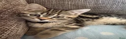 British Shorthair cats for sale: British shorthair kitten in Bridport - Advert 2