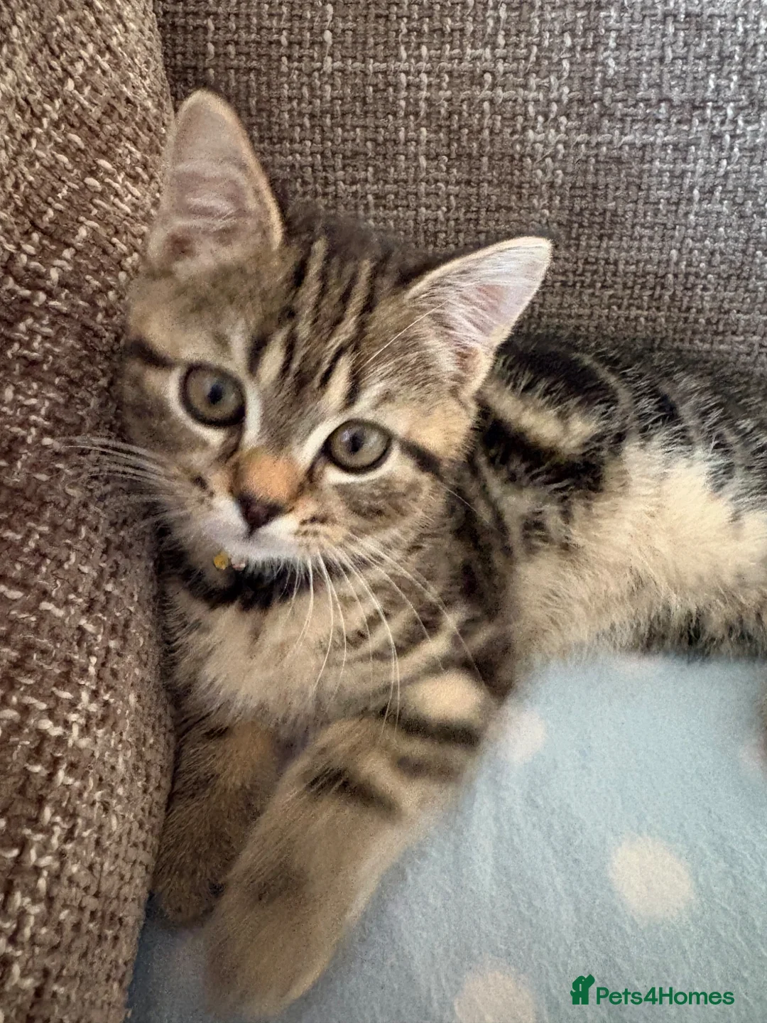 British Shorthair cats for sale: British shorthair kitten in Bridport - Advert 2