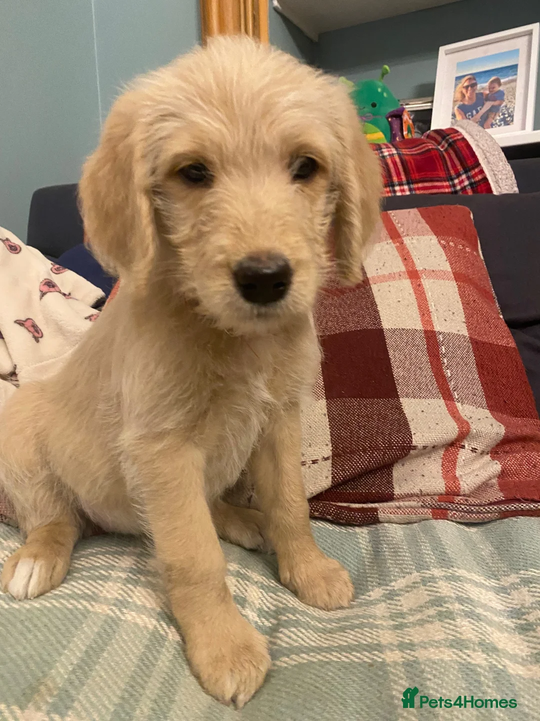 Labradoodle dogs for sale: Standard size labradoodle litter  - Advert 6