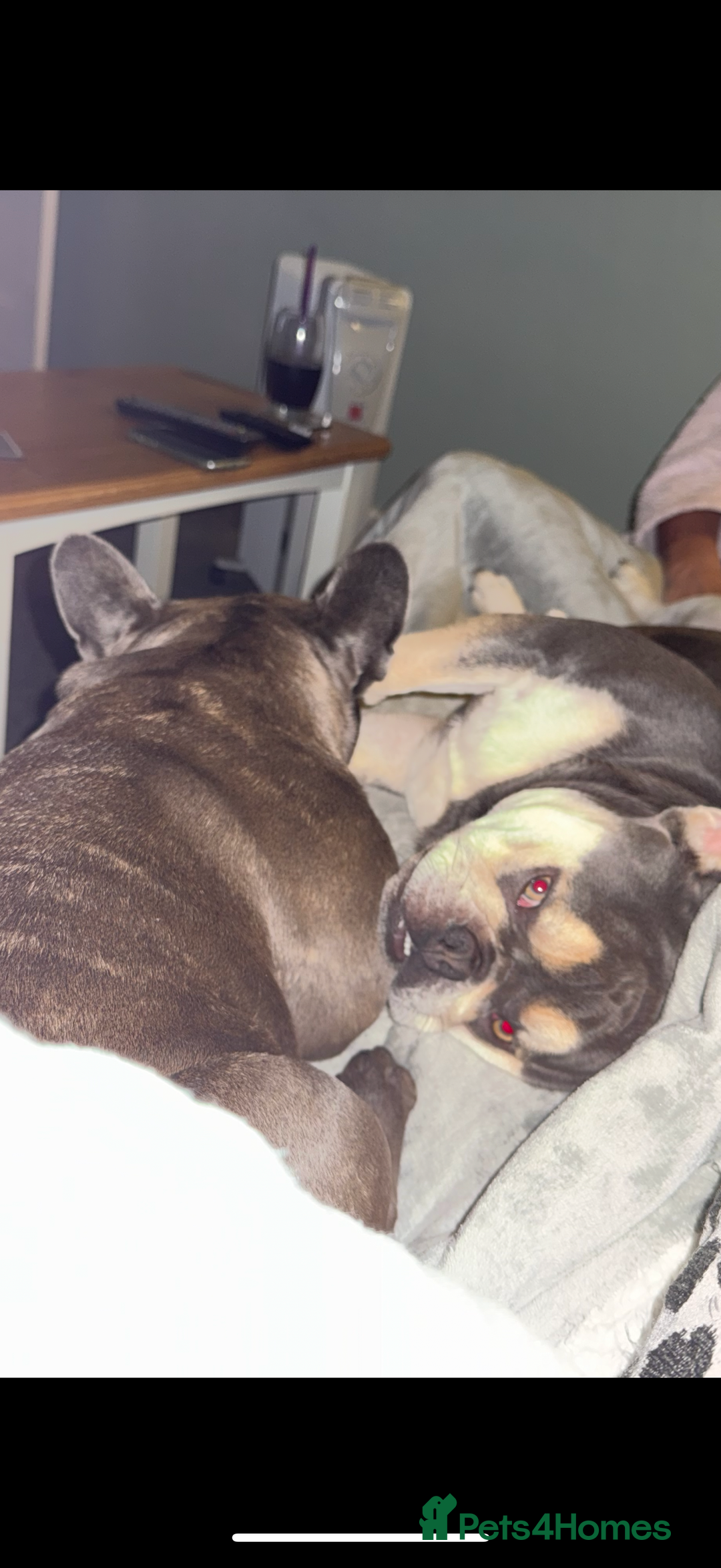 French Bulldog dogs for sale: Beautiful French bulldog boy 1 year old - Image 4