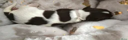 English Springer Spaniel dogs for sale: 💫Beautiful🐾KC💛 English Springer Spaniel Puppies - Advert 10