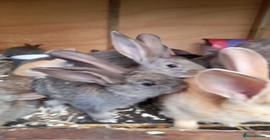 Continental Giant rabbits - Advert 6