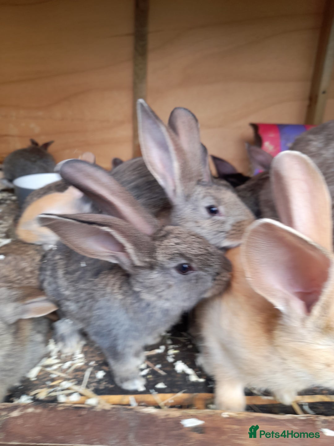 Continental Giant rabbits for sale: Beautiful Giant Continental Babies - Image 1