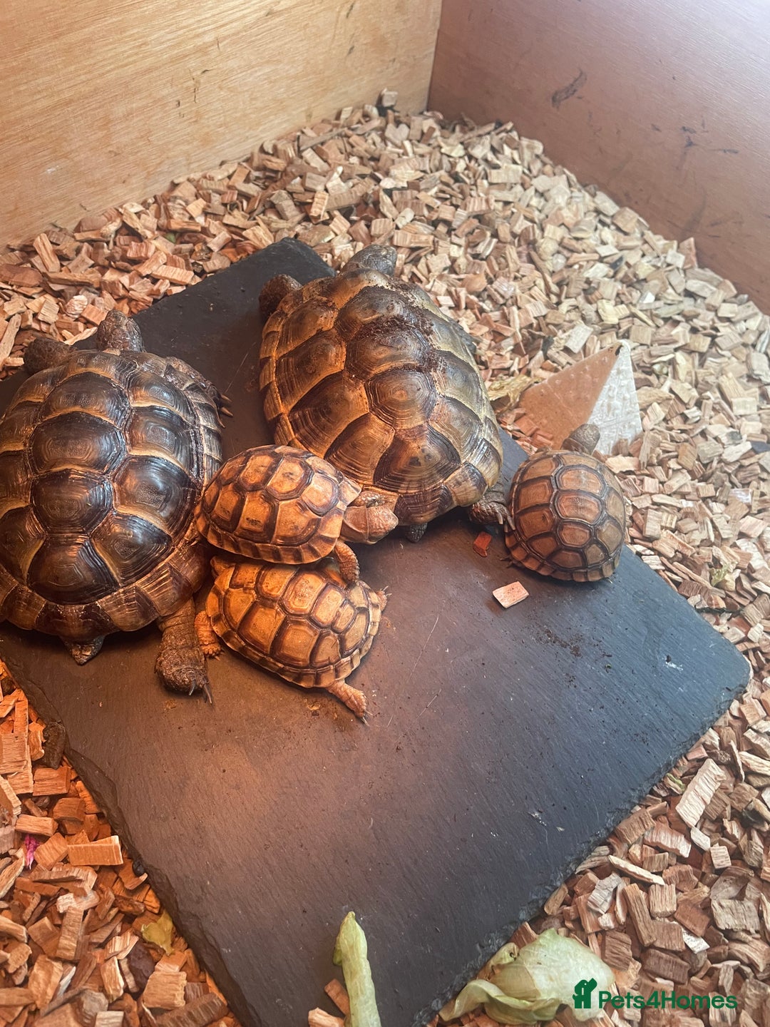 Tortoise reptiles for sale: 2 left Greek tortoises  in London - Advert 5