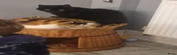 Mixed Breed cats for sale: 2 cats- Polly and Mittens- Must go together  - Advert 2