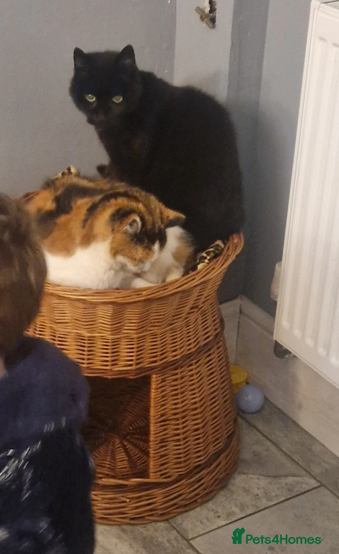 Mixed Breed cats for sale: 2 cats- Polly and Mittens- Must go together  - Advert 2
