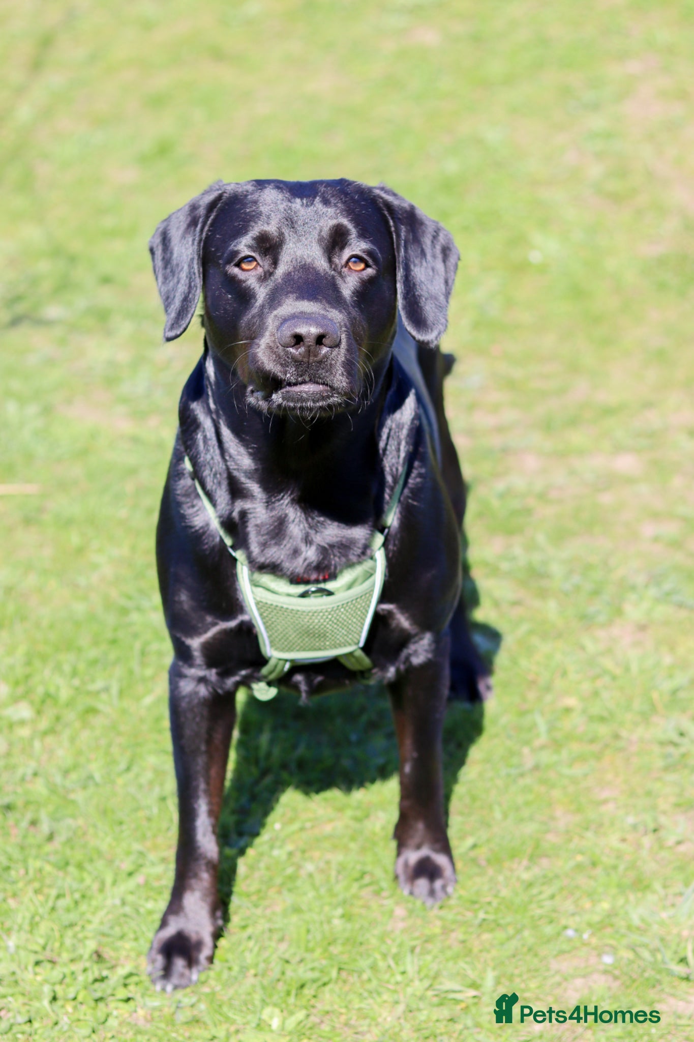 Cockerdor dogs Cocker spaniel x Labrador stud - Advert 9