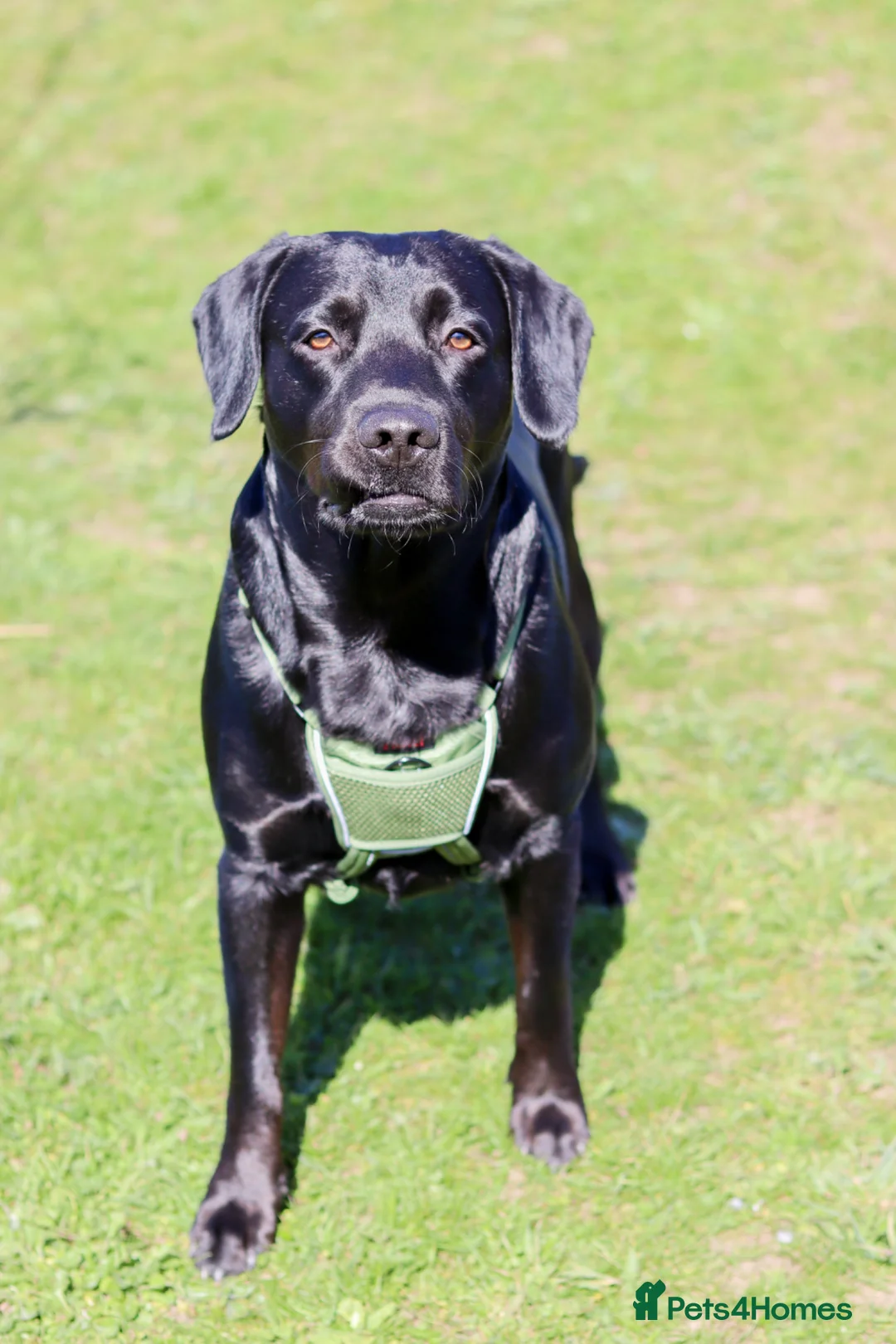 Cockerdor dogs for stud: Cocker spaniel x Labrador stud in Attleborough - Advert 1