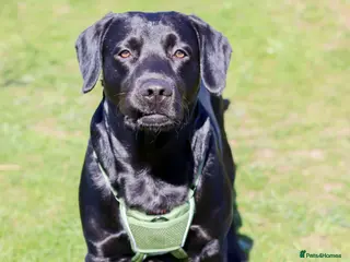 Cockerdor dogs Cocker spaniel x Labrador stud - Advert 9