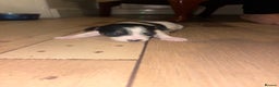 Jack Russell dogs for sale: Purê bred min ature Jack russell puppies - Advert 15