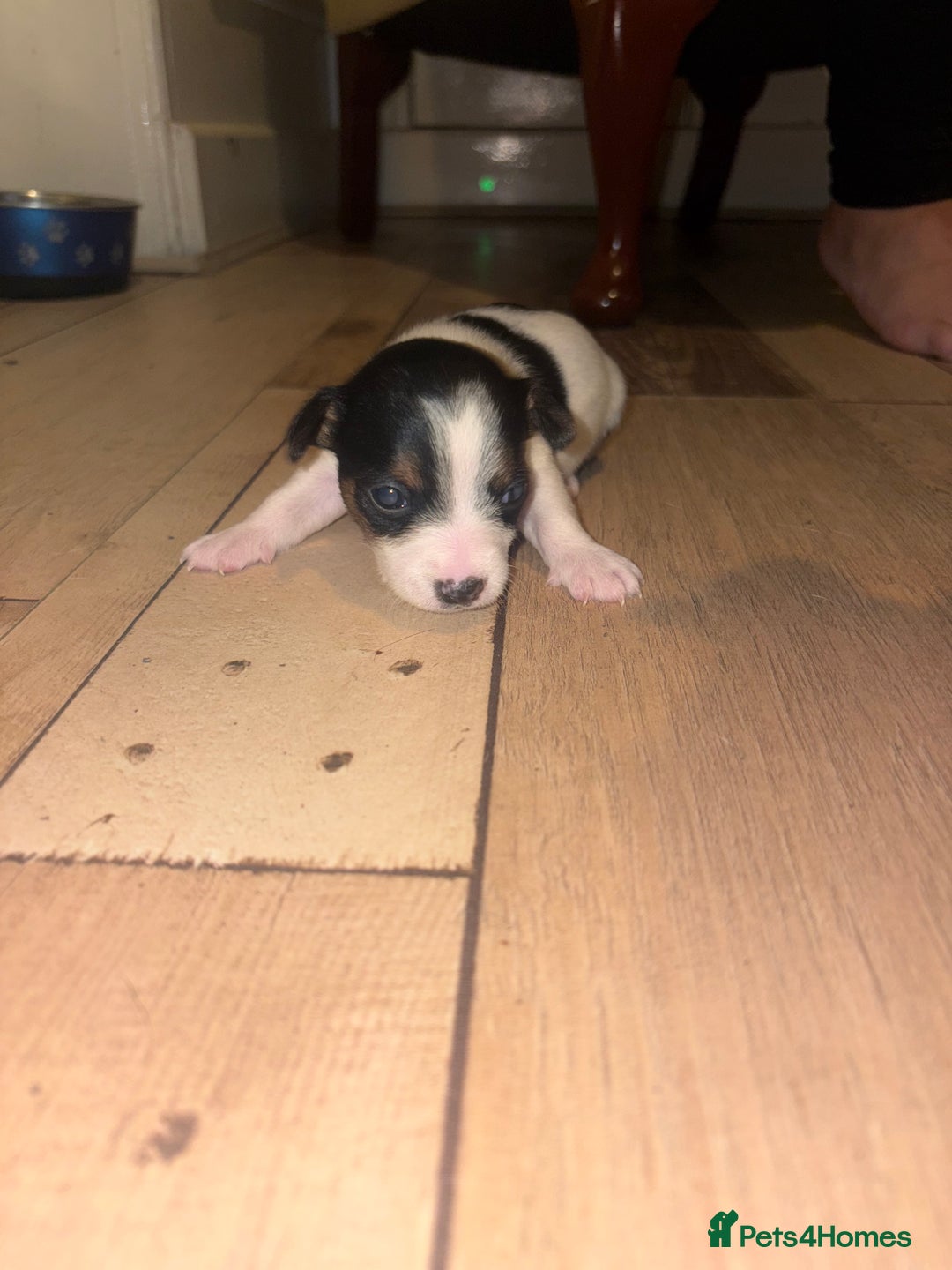 Jack Russell dogs for sale: Purê bred min ature Jack russell puppies - Image 15