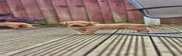 Labrador Retriever dogs for sale: KC Reg. Fox Red Labrador Pups from Working Lines - Advert 19