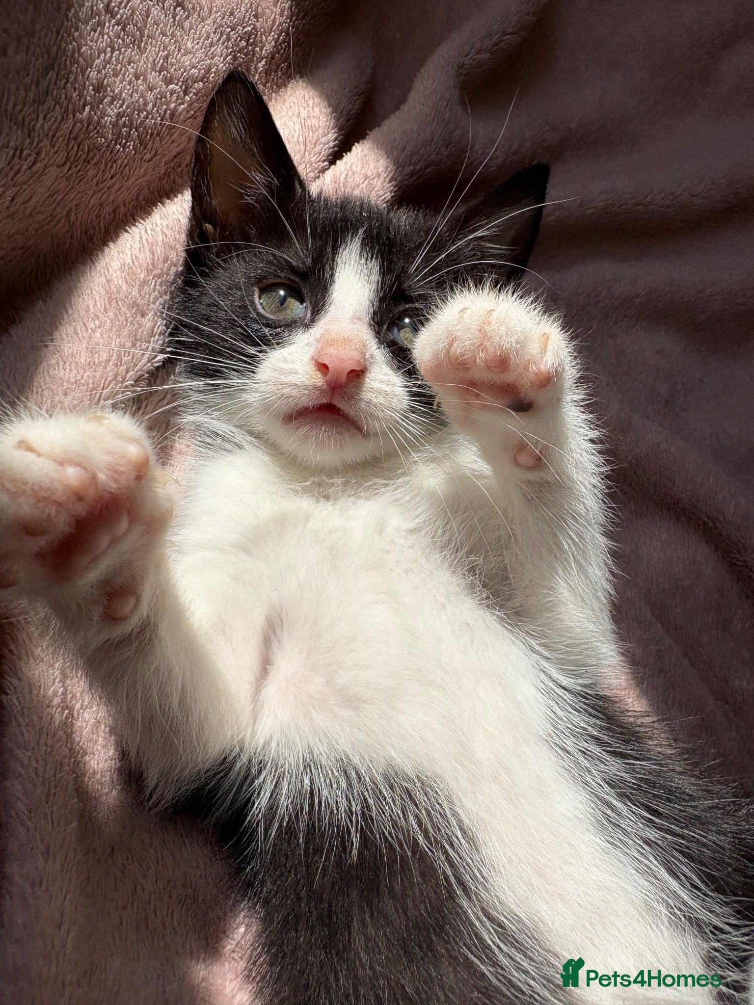Domestic Shorthair cats 🐾 Gorgeous Black & White CAN NEGOTIATE WITH PRICE - Advert 7