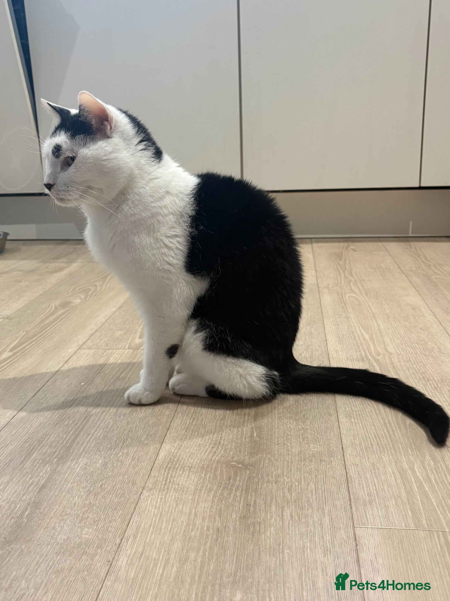 Domestic Shorthair cats Arthur - Advert 1