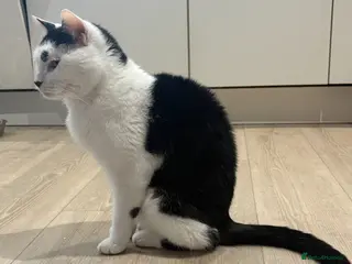 Domestic Shorthair cats Arthur - Advert 5