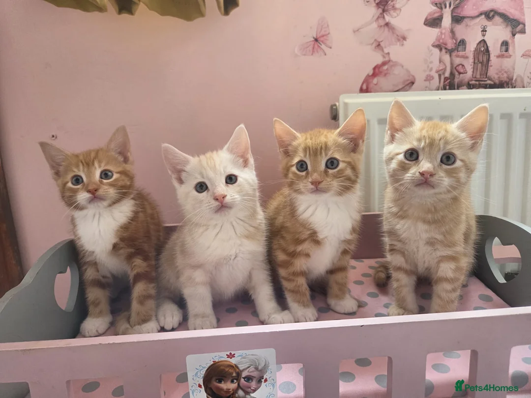 Maine Coon cats for sale: X MAINE COON  - Advert 1