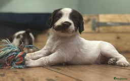 English Springer Spaniel dogs for sale: English working Springer Spaniel puppies for sale  - Image 7