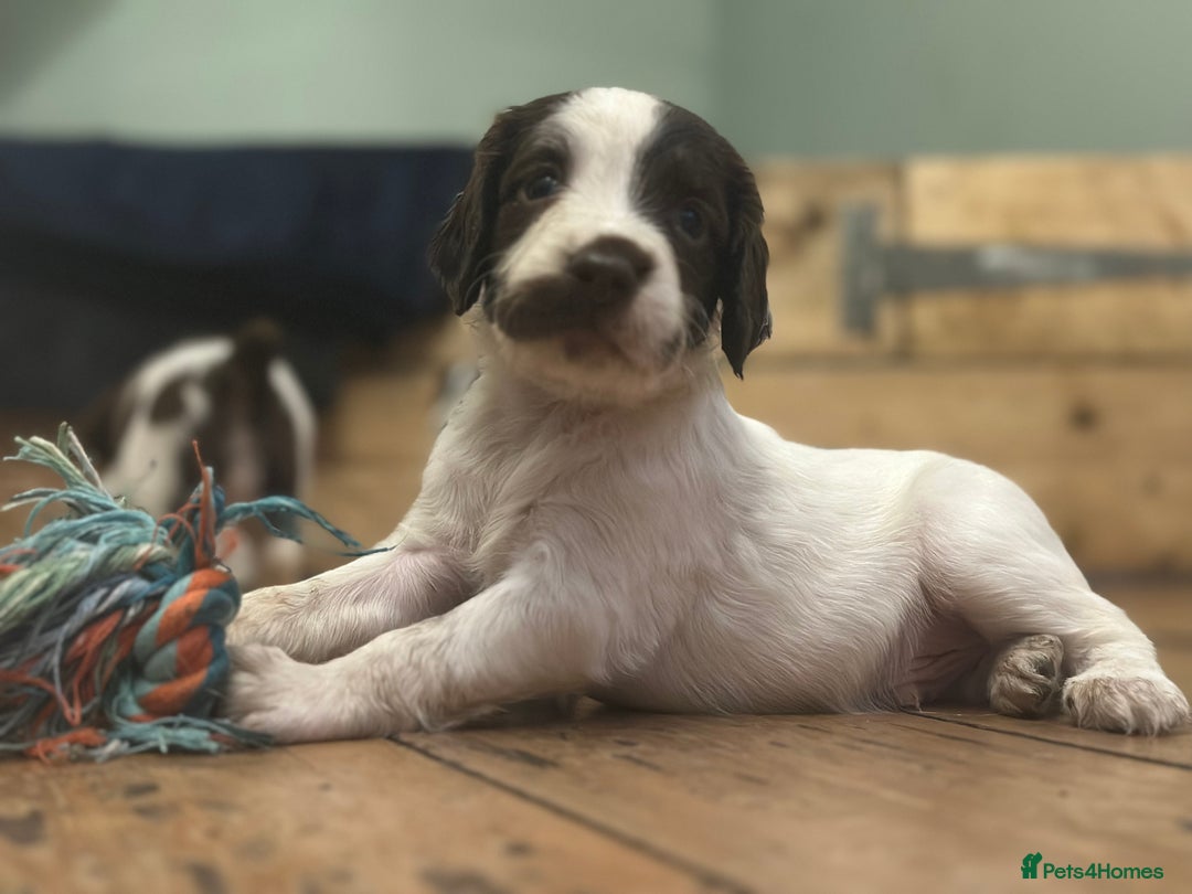 English Springer Spaniel dogs for sale: English working Springer Spaniel puppies for sale  - Image 7