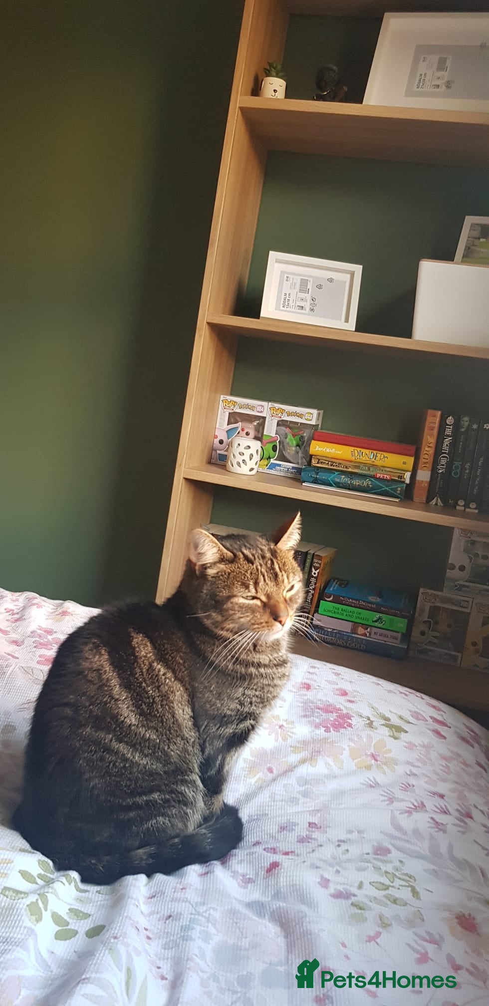 Domestic Shorthair cats 5 year old Tabby Cat  - Advert 2