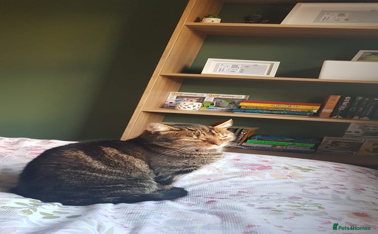 Domestic Shorthair cats 5 year old Tabby Cat  - Advert 4