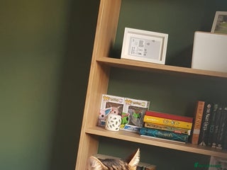 Domestic Shorthair cats for sale: 5 year old Tabby Cat - Advert 1