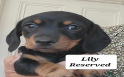 Miniature Dachshund dogs for sale: QUALITY MINIATURE DACHSHUND SMOOTH PUPS - Image 11