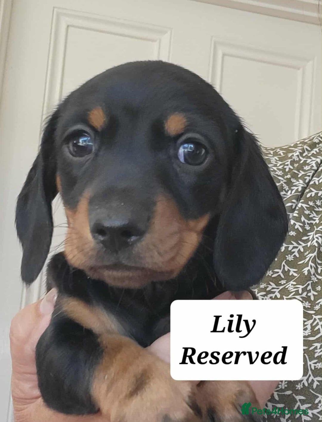Miniature Dachshund dogs for sale: QUALITY MINIATURE DACHSHUND SMOOTH PUPS - Image 11